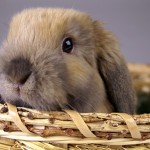 Rabbit Care and Tips