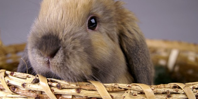 Rabbit Care and Tips