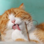 How Important Is Pet Dental Care?