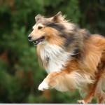 Indoors Or Outdoors: What is Best For Your Pet