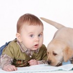 Pet Safety At Home – What You Should Know