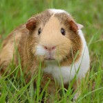 Cavy Care: Is A  Guinea Pig Right For You