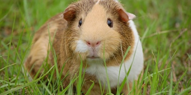 Cavy Care: Is A  Guinea Pig Right For You